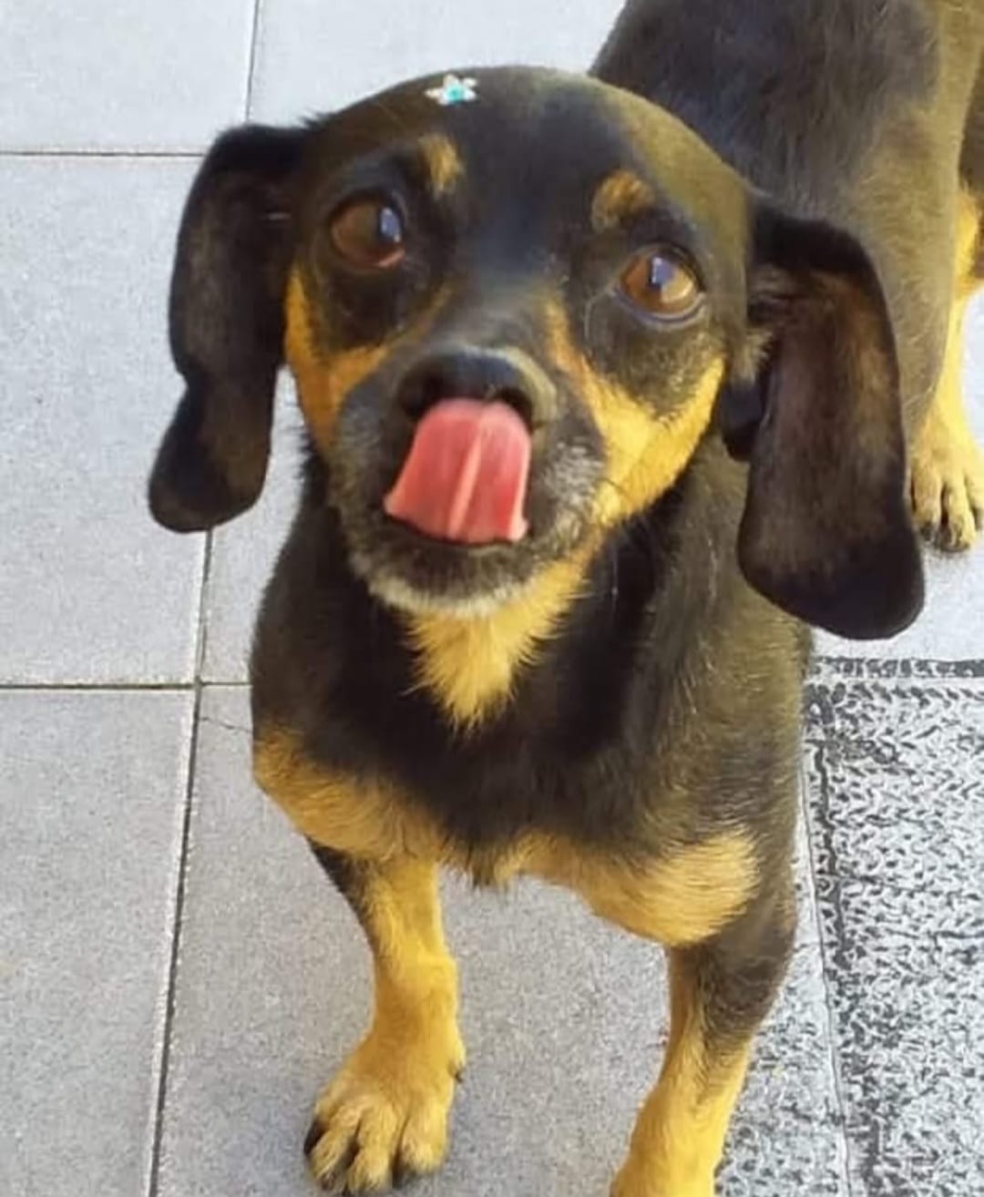 Mel, estrela da Calçada da Fama Penas & Patas