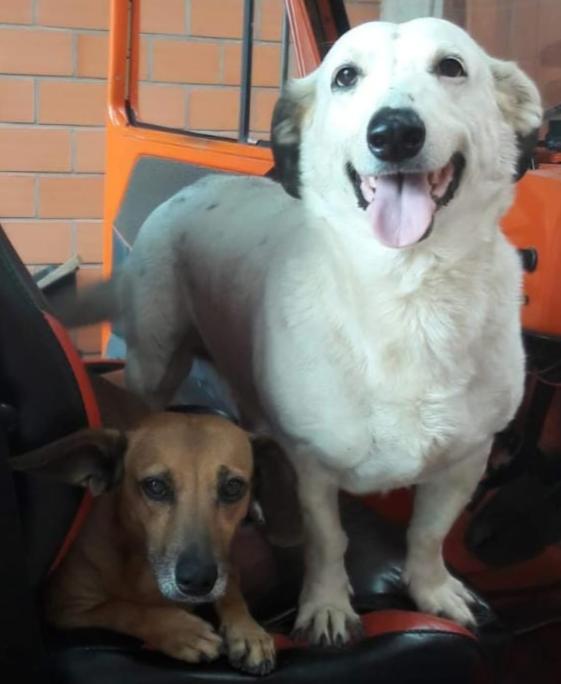 Molinha e Branca, estrela da Calçada da Fama Penas & Patas