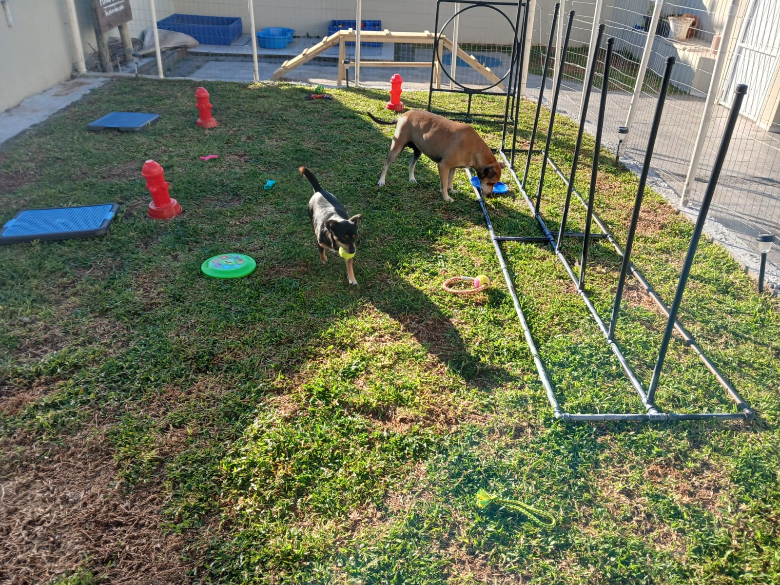 Arena e Maia brincando no quintal do Penas & Patas