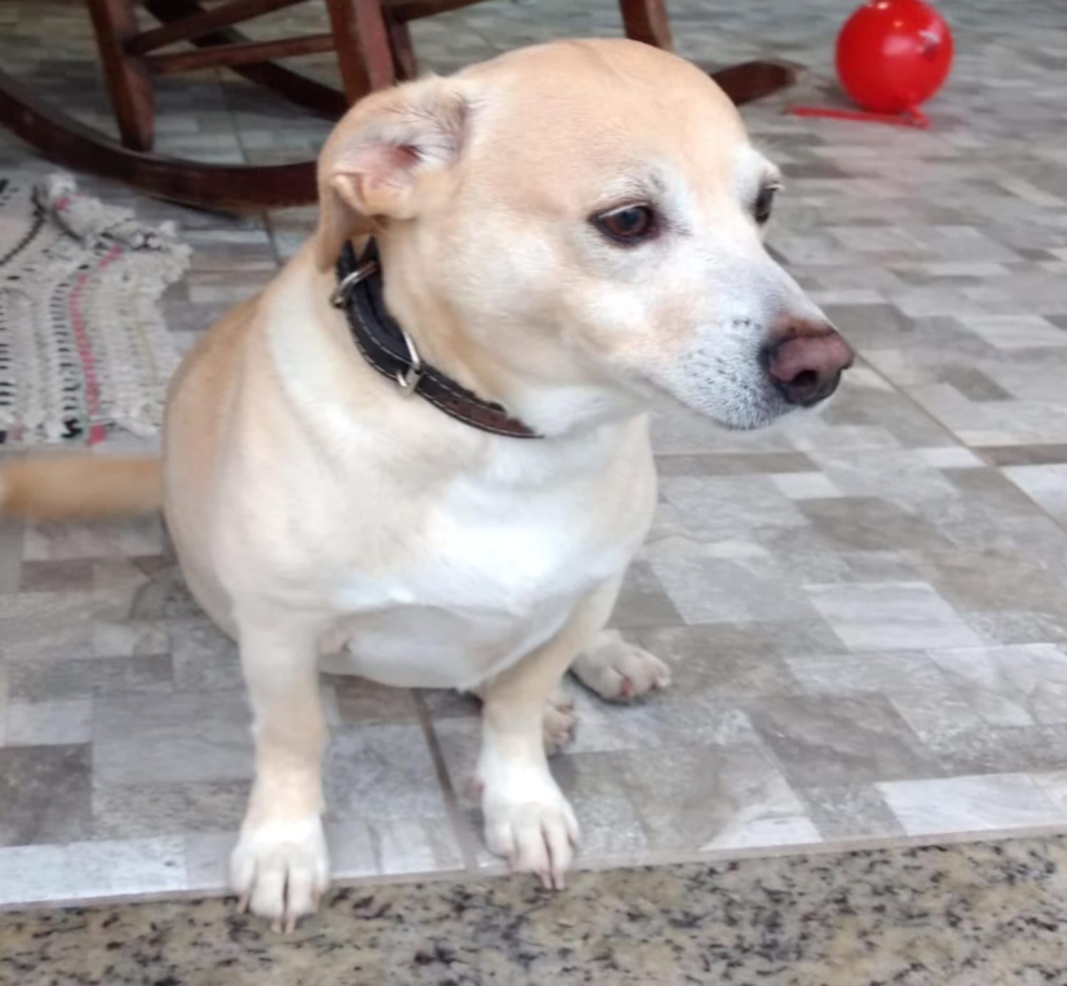 Senna, estrela da Calçada da Fama Penas & Patas