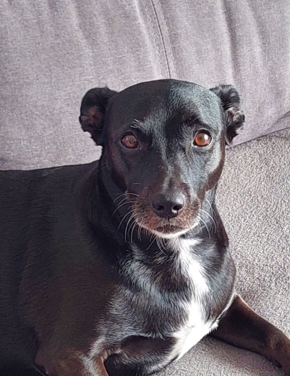 Preta, estrela da Calçada da Fama Penas & Patas